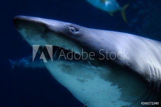 Bild på Dieses einzigartige Bild zeigt einen groen Hai Dieses wunderbare Tier Foto wurde im Sea Life in Bangkok Thailand genommen